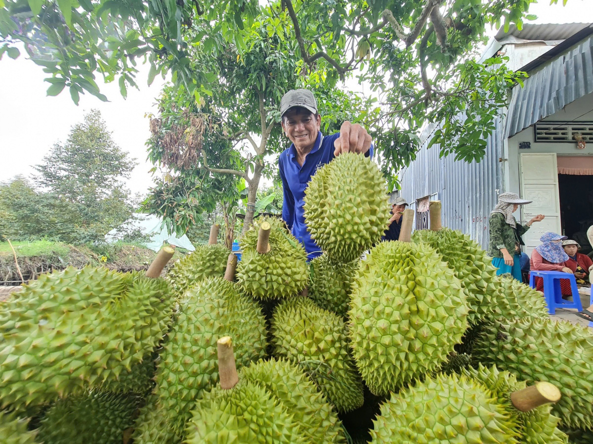 giá cây sầu riêng giống tăng mạnh do cung không đủ cầu hình ảnh 2 gia cay sau rieng giong tang manh do cung khong du cau hinh anh 2